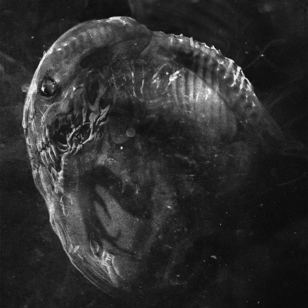 Madre - Embryo - LP COLOURED - Necrocosm - Image 2