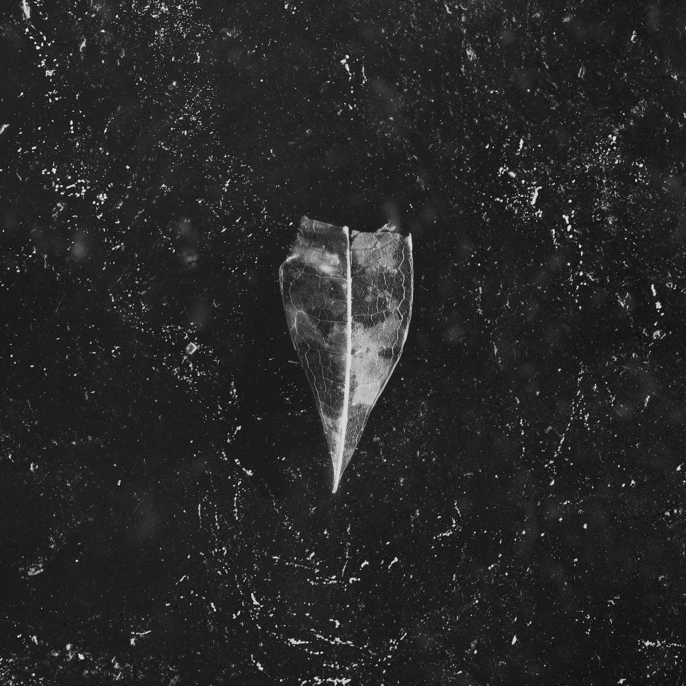 Bees Made Honey In The Vein Tree - Aion - CD DIGISLEEVE - Magnetic Eye Records