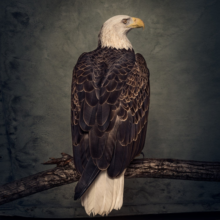 Clutch - Book Of Bad Decisions - CD DIGISLEEVE - Weathermaker