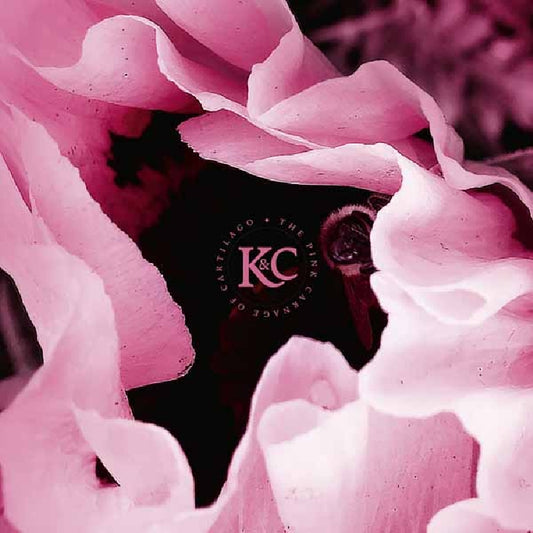 Kolman & Calvert - The Pink Carnage Of Cartilago - CD - Apollon Records