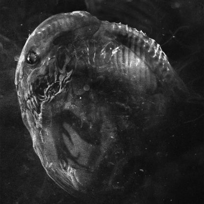 Madre - Embryo - LP COLOURED - Necrocosm - Image 2