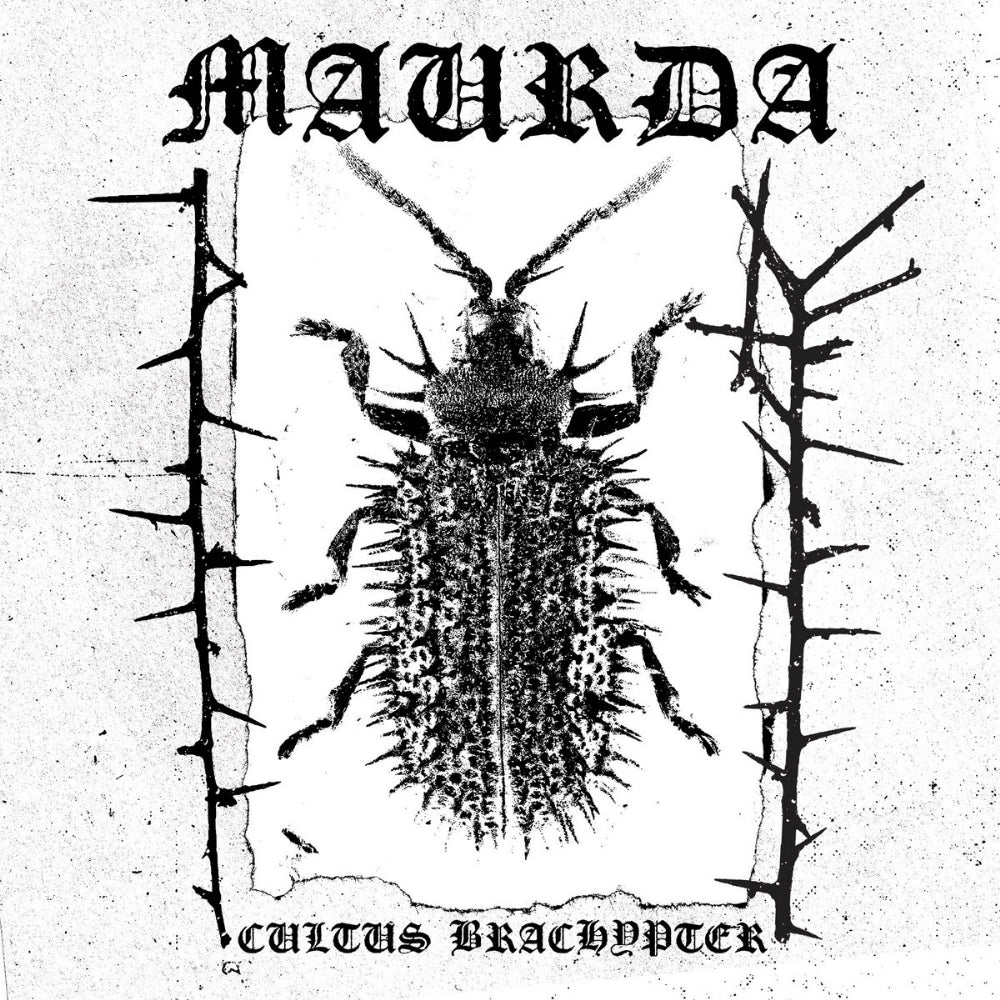 Maurda - Cultus Bachypter - LP - Sentient Ruin - Image 2