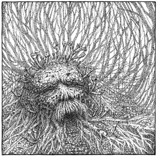 Nemorous - Nemorous - LP COLOURED + CD - Bindrune Recordings
